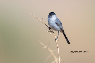 Black-tailed-Gnatcatcher;One;Polioptila-melanura;avifauna;bird;birds;color-image
